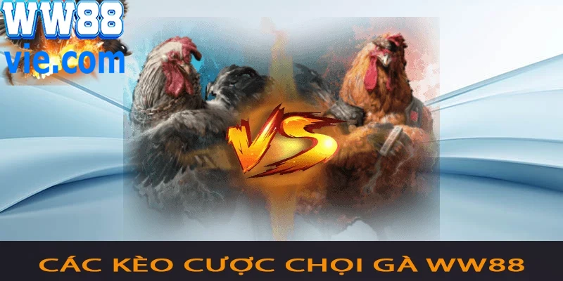 Những kèo cá cược đá gà WW88 phổ biến nhất hiện nay